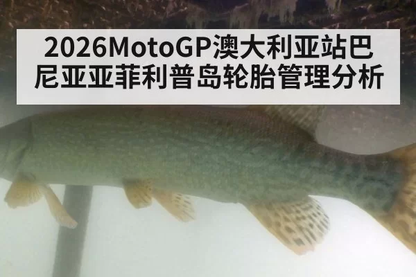 2026MotoGP澳大利亚站巴尼亚亚菲利普岛轮胎管理分析